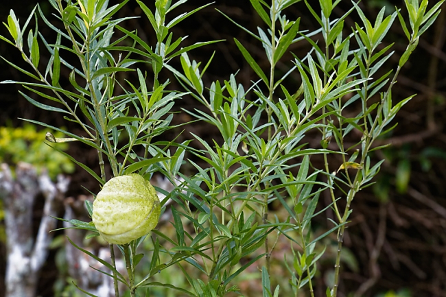 Kandy-Botanical garden-028